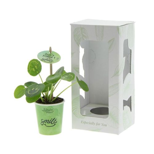 Lille Smylieplante - Billede 3